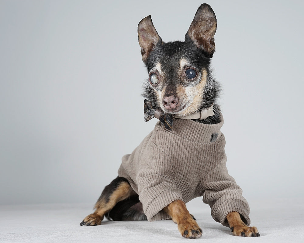Small black and tan dog in a taupe corduroy jacket with a black checked bow tie on a leather collar