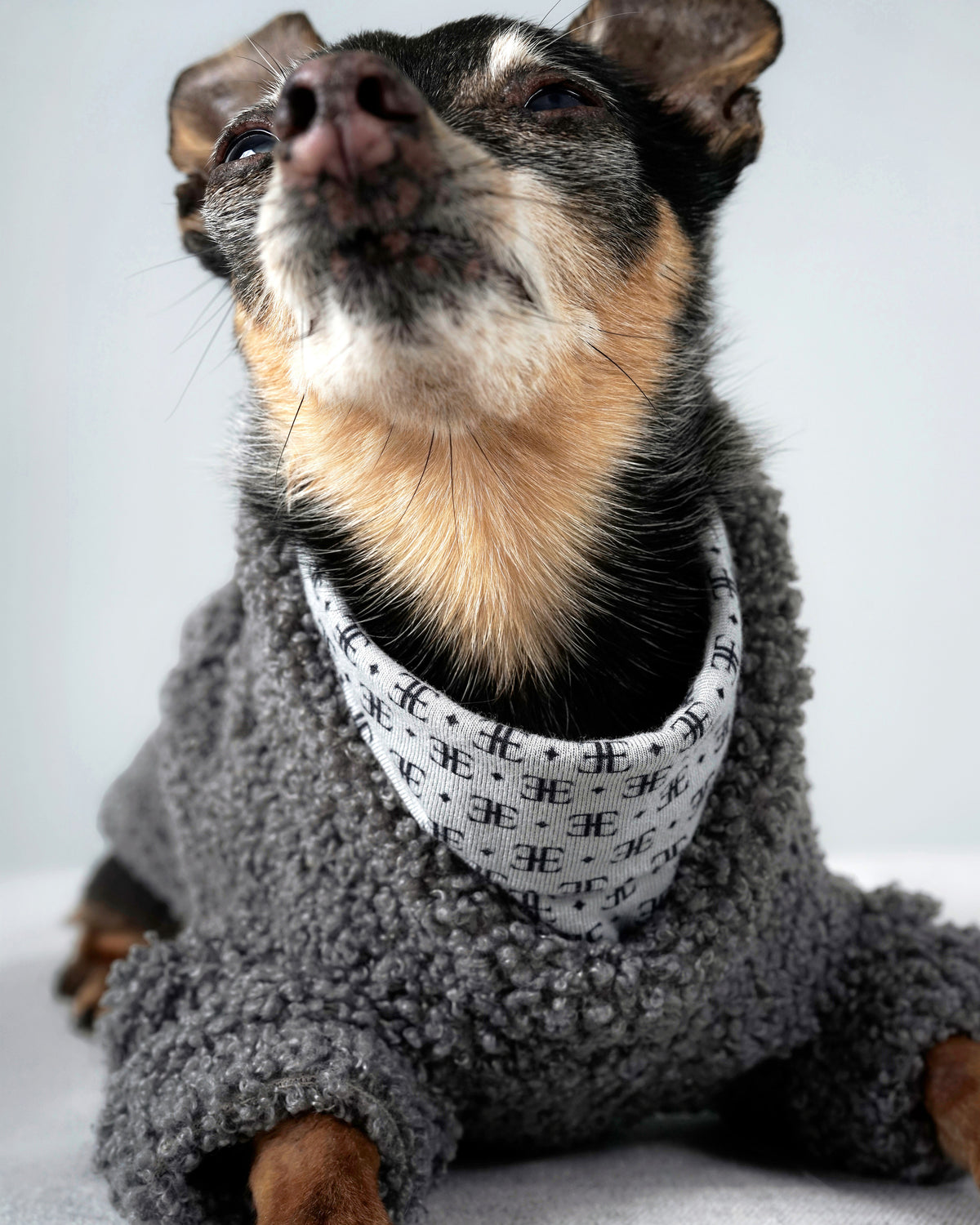 Close-up of a small black and tan dog in a grey bouclé sweater, showing the soft teddy texture and patterned collar lining