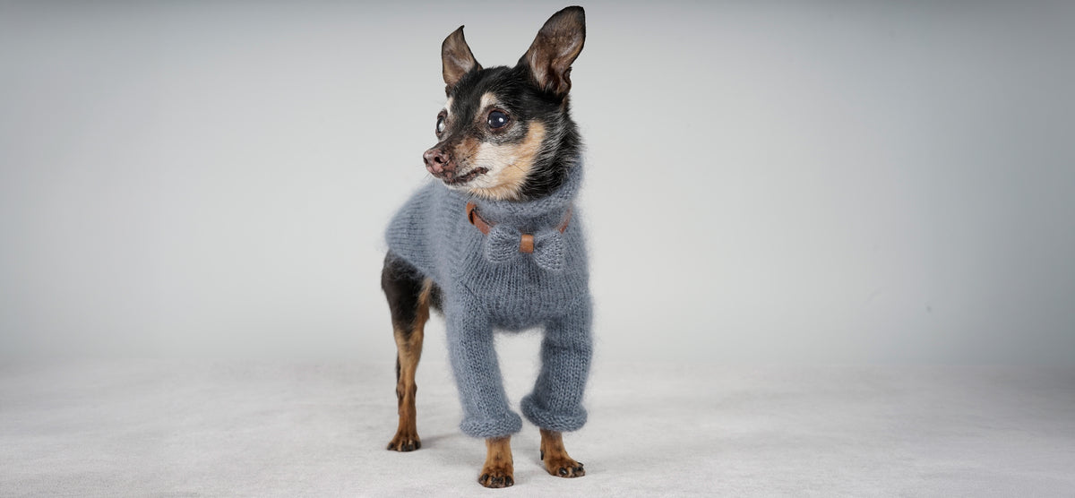 Small black and tan dog in a blue grey mohair sweater with a bow on a leather collar
