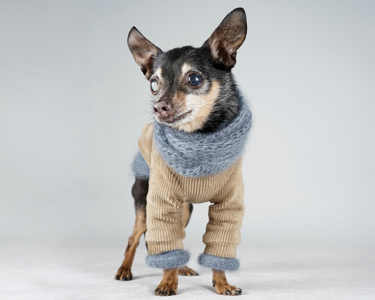 Small black and tan dog in a light camel corduroy jacket with a blue grey mohair snood