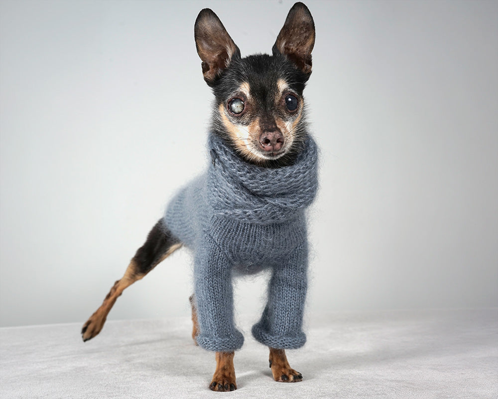 Small black and tan dog in a blue grey mohair sweater with a matching snood