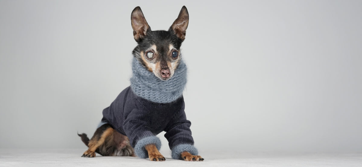 Small black and tan dog in a deep blue corduroy jacket with a blue grey mohair snood