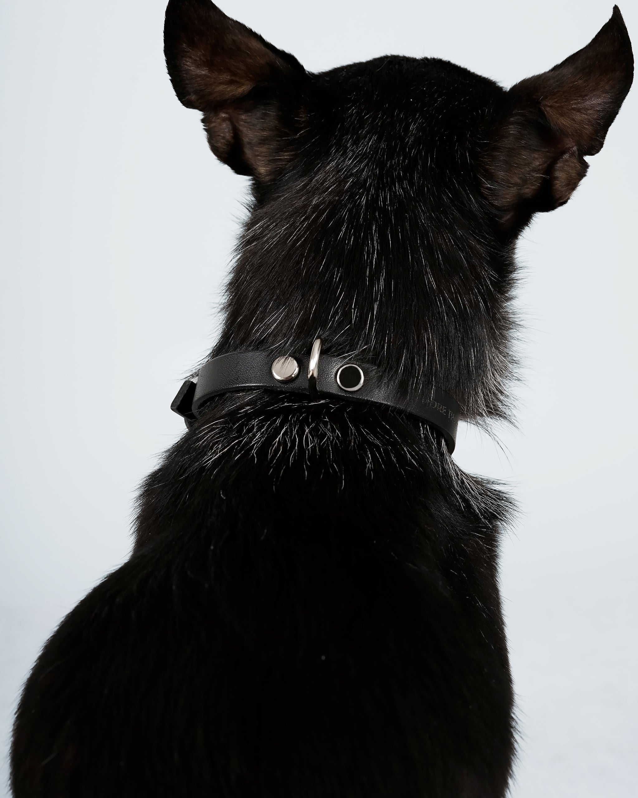 Langylia Collar