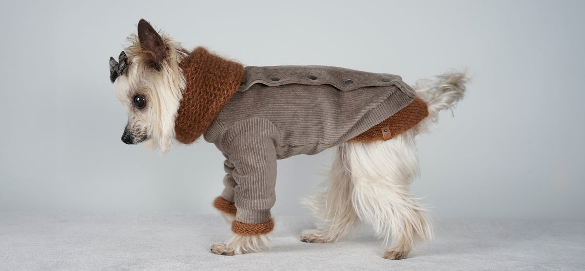 Yorkshire Terrier in profile in a taupe corduroy jacket with a warm brown mohair snood
