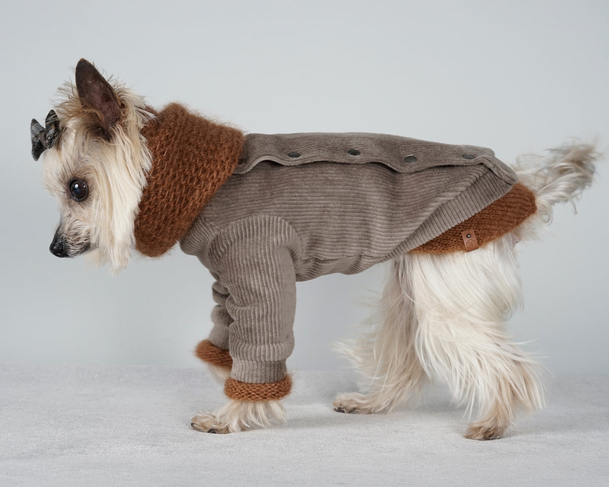 Yorkshire Terrier in profile in a taupe corduroy jacket with a warm brown mohair snood