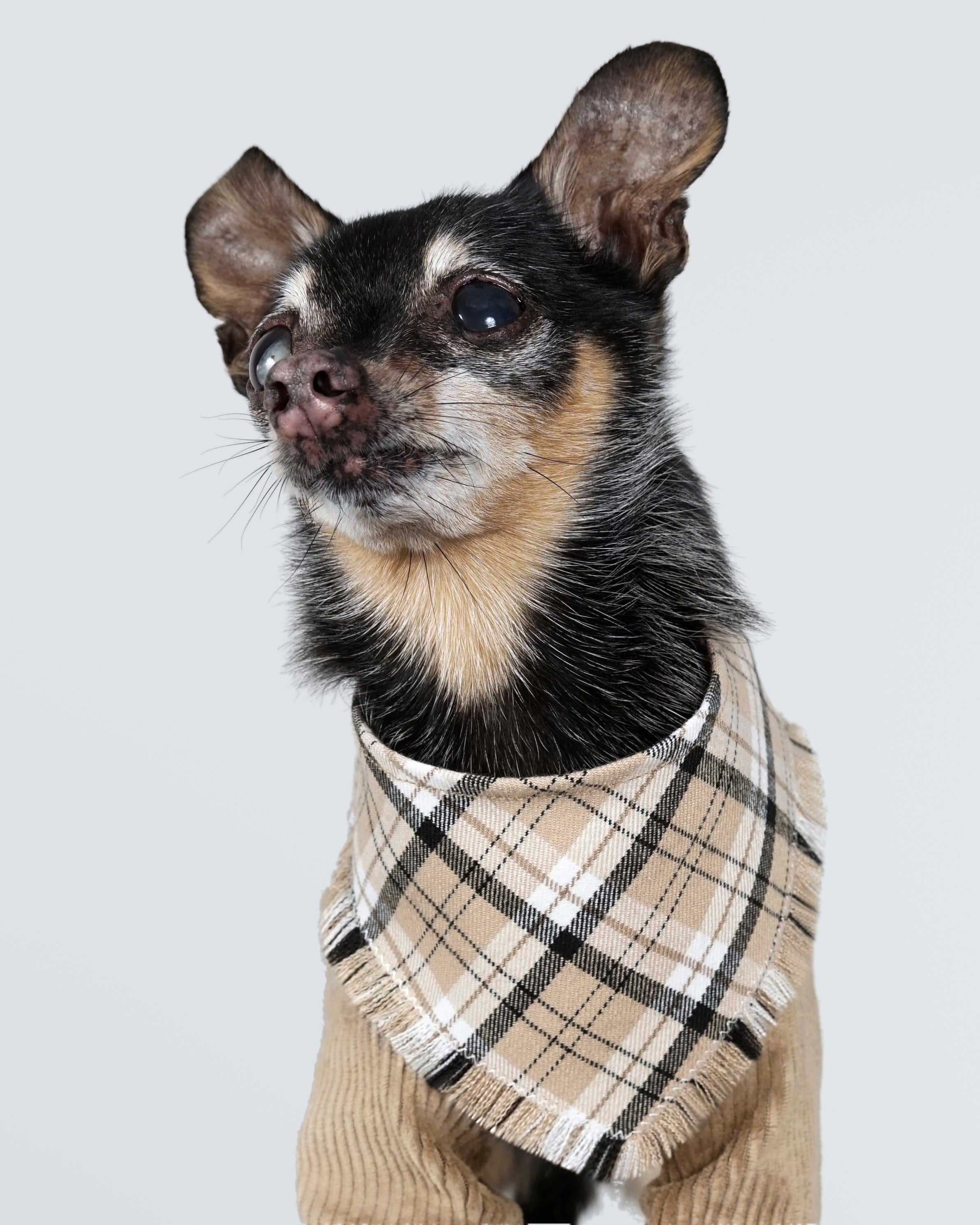 Nerili Scarf