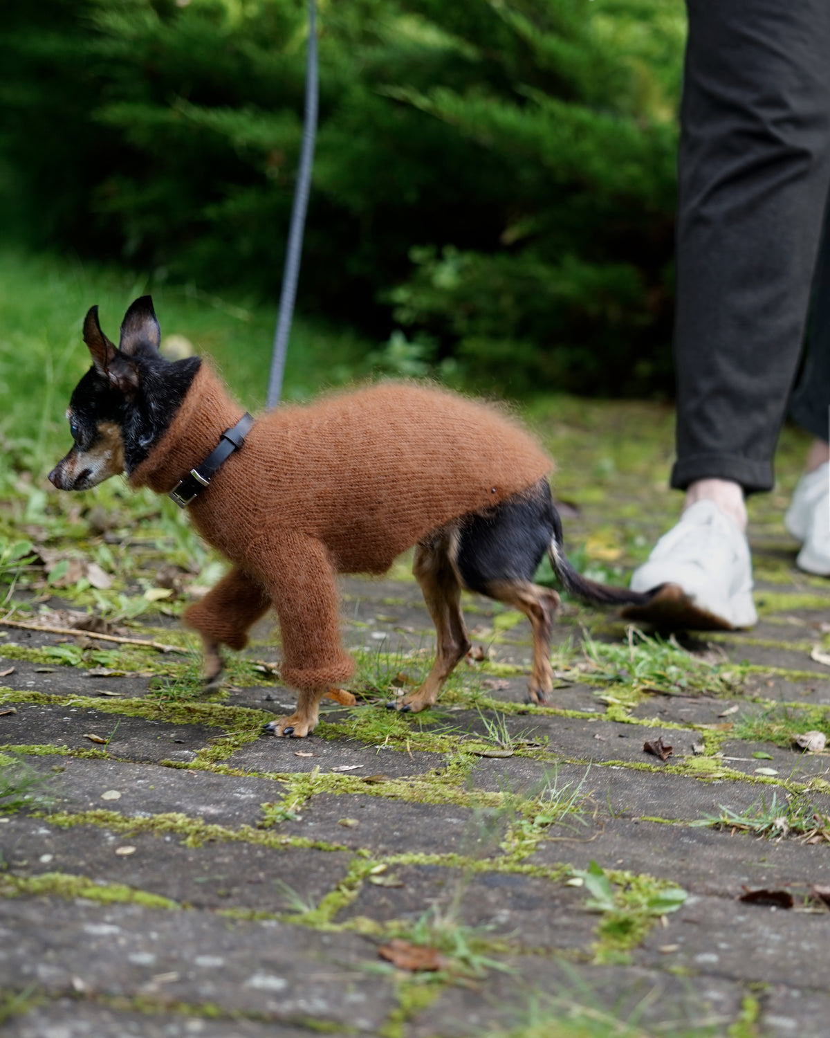 Small black and tan dog walking outdoors on a lead in a warm brown mohair small dog sweater