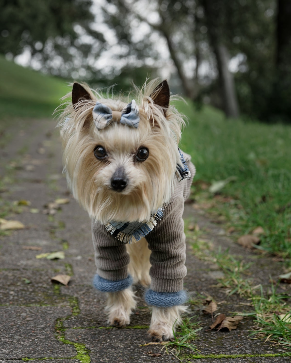 Small cream dog on a garden path in a blue grey mohair sweater and taupe corduroy dog jacket, with a light blue checked scarf and hair bow