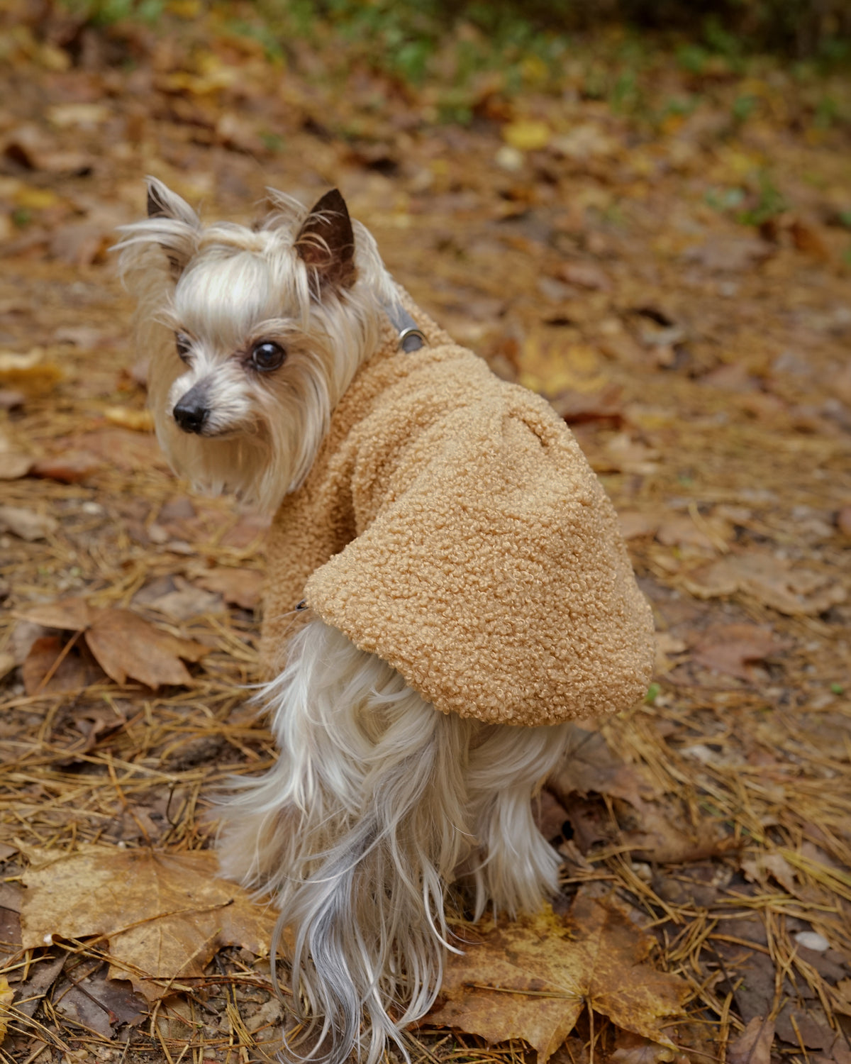 Small cream dog in a camel bouclé dog dress looking back, standing on autumn leaves in the woods