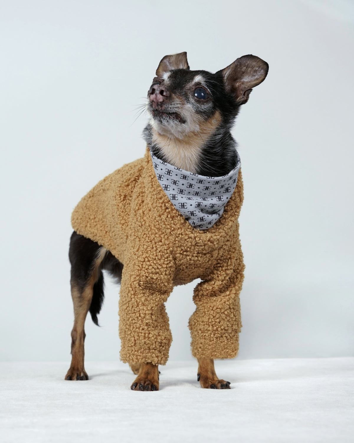 Small black and tan dog standing in a camel bouclé dog pullover sweater with a double-layer patterned collar