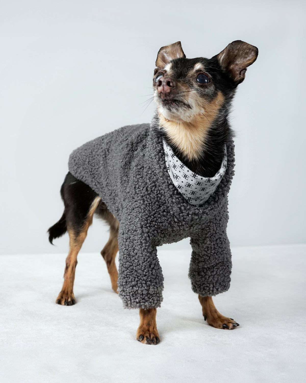 Small black and tan dog standing in a grey bouclé sweater for small dogs with a double-layer patterned collar