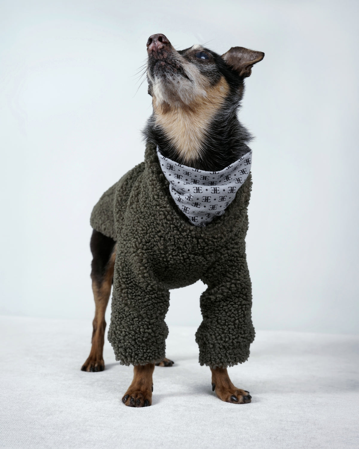 Small black and tan dog wearing a forest green bouclé dog sweater with a patterned collar