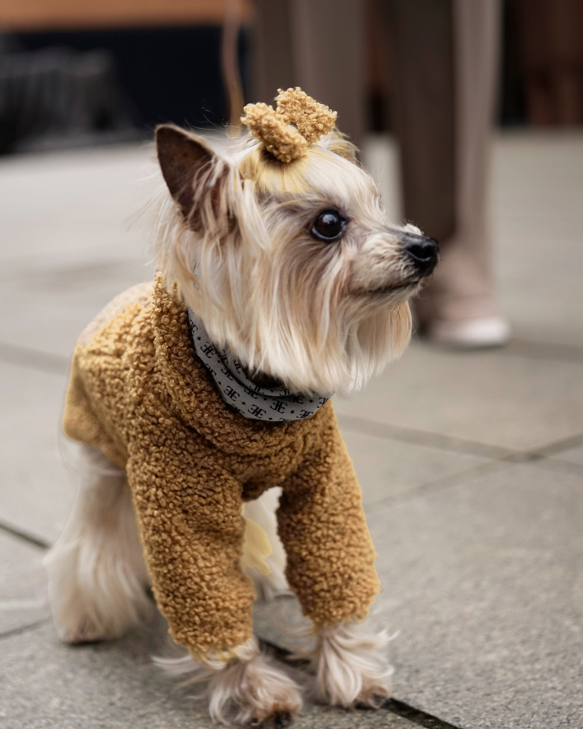 Small cream dog on a city street in a camel bouclé dog dress and matching hair bow