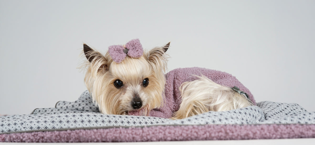 Yorkshire Terrier in a powder pink bouclé dress and matching bow, resting on a bouclé blanket