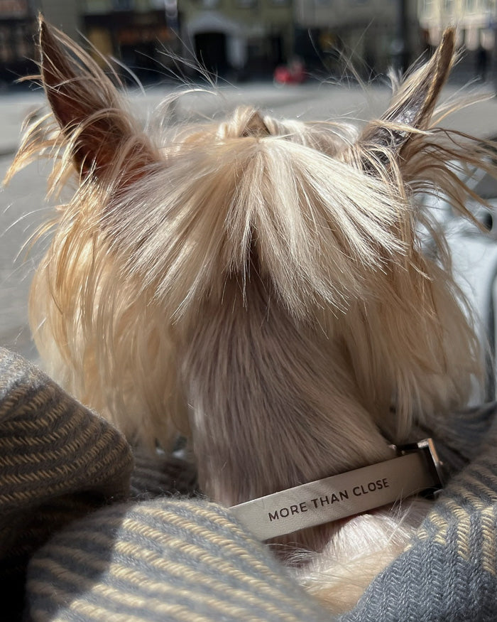 Seen from behind outdoors, a long-haired pale dog wears the greige collar with its embossed lettering