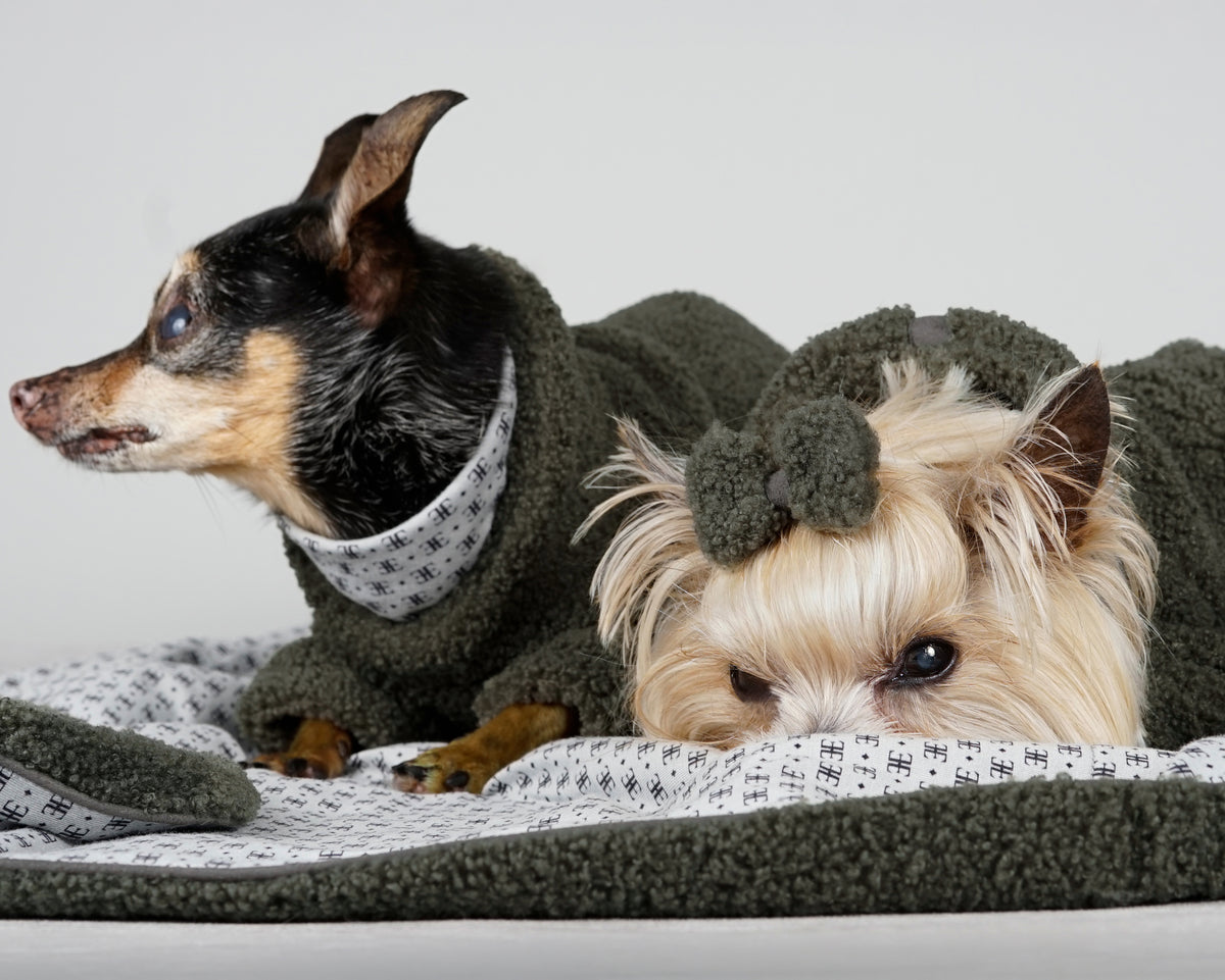 Black and tan dog in a forest green bouclé pullover beside a Yorkshire Terrier in a matching dress and bow