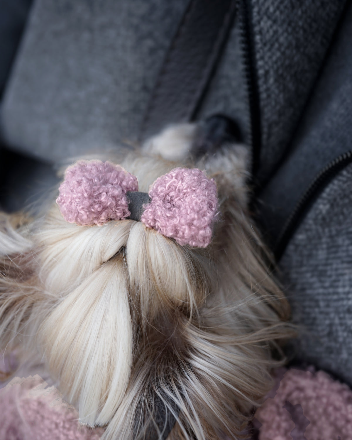 Close-up of a powder pink bouclé hair bow on a small cream dog's topknot