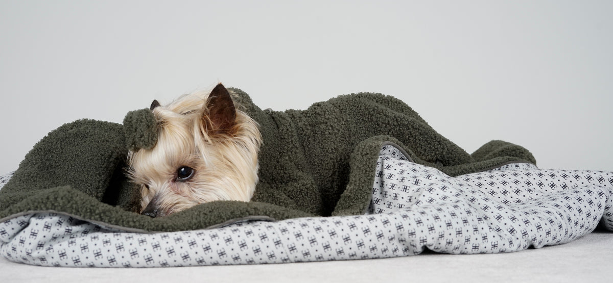 Yorkshire Terrier in a forest green bouclé dress and matching bow, tucked into a green bouclé blanket
