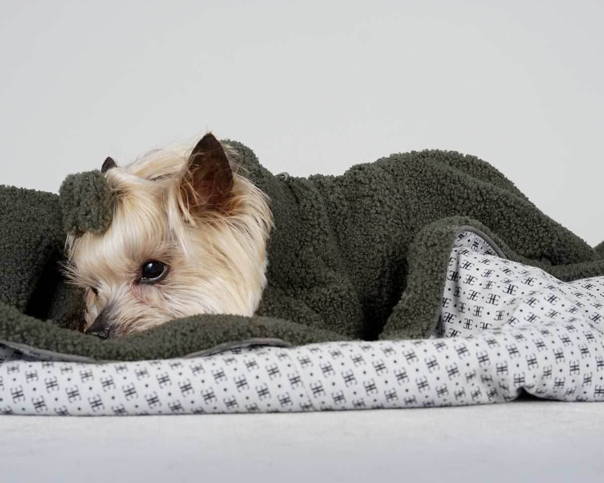 Yorkshire Terrier in a forest green bouclé dress and matching bow, tucked into a green bouclé blanket