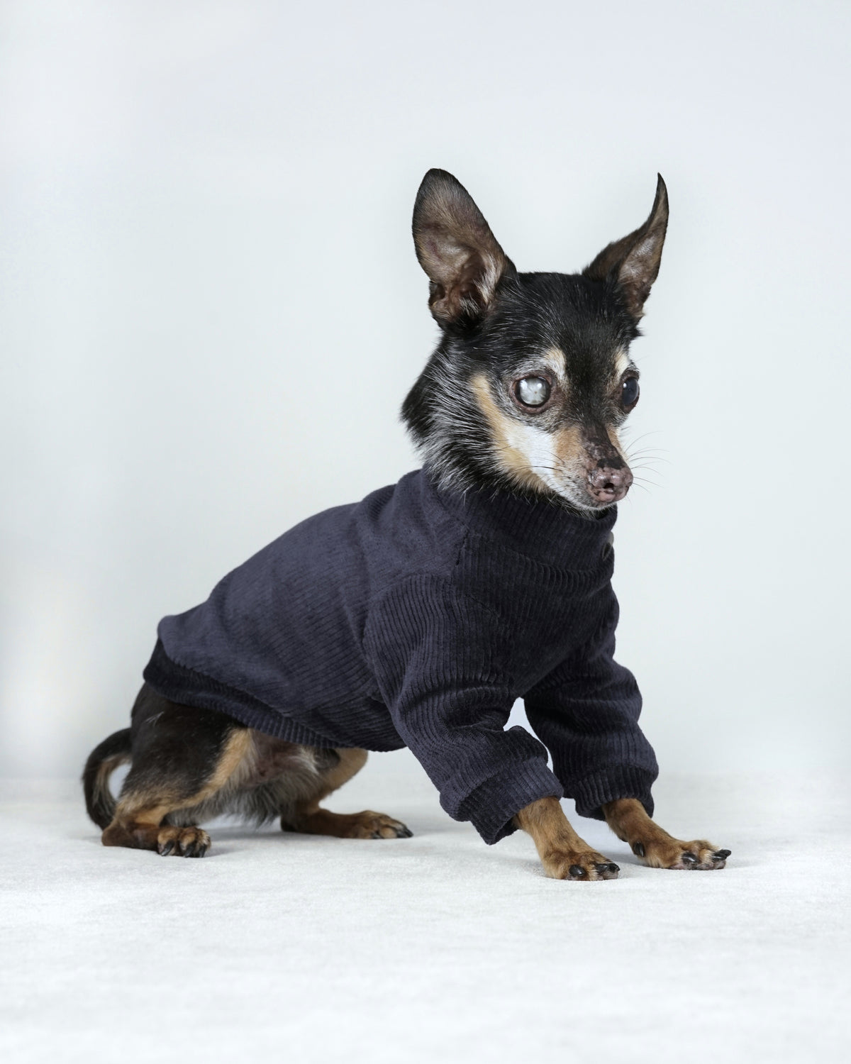 A small black and tan dog sits in a deep blue corduroy bomber jacket, its ribbed collar turned up at the neck