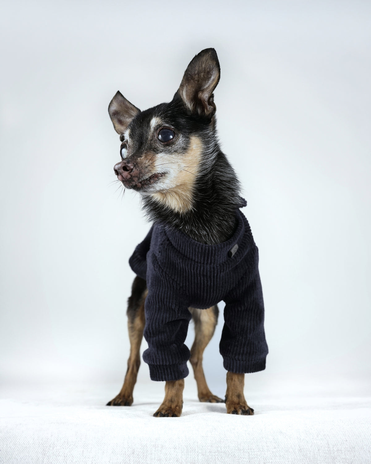 A small black and tan dog stands facing the camera in a deep blue corduroy bomber jacket with ribbed cuffs