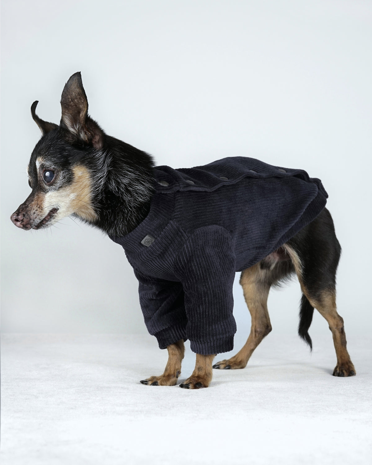 Side view of a small black dog in a deep blue corduroy bomber jacket, the side snaps open along the body