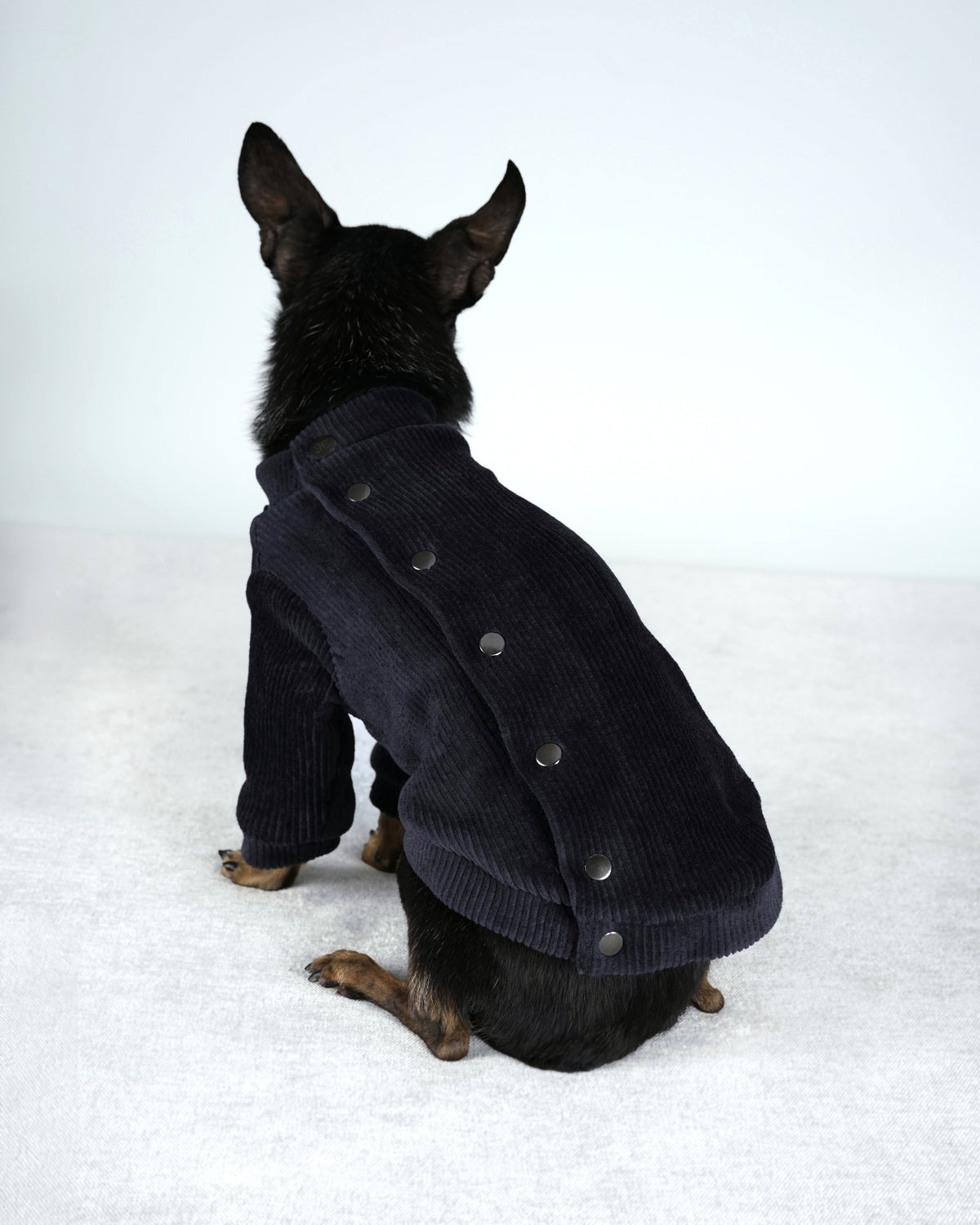 Back view of a small black dog in a deep blue corduroy bomber jacket, a row of snaps running down the centre