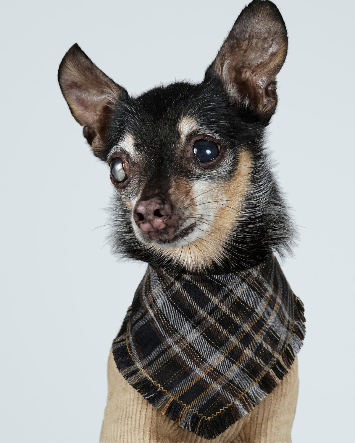 Head and shoulders of a small black and tan dog in a black checked bandana worn over a camel knit