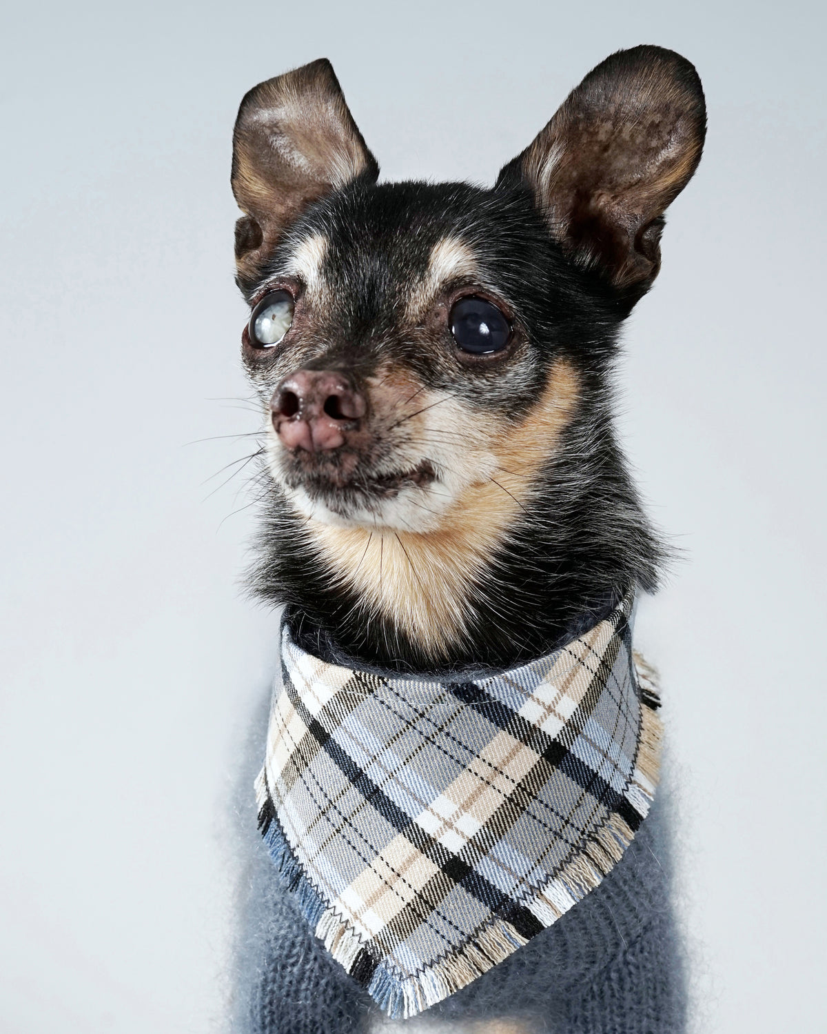 Head and shoulders of a small black and tan dog in a light blue checked bandana over a grey knit