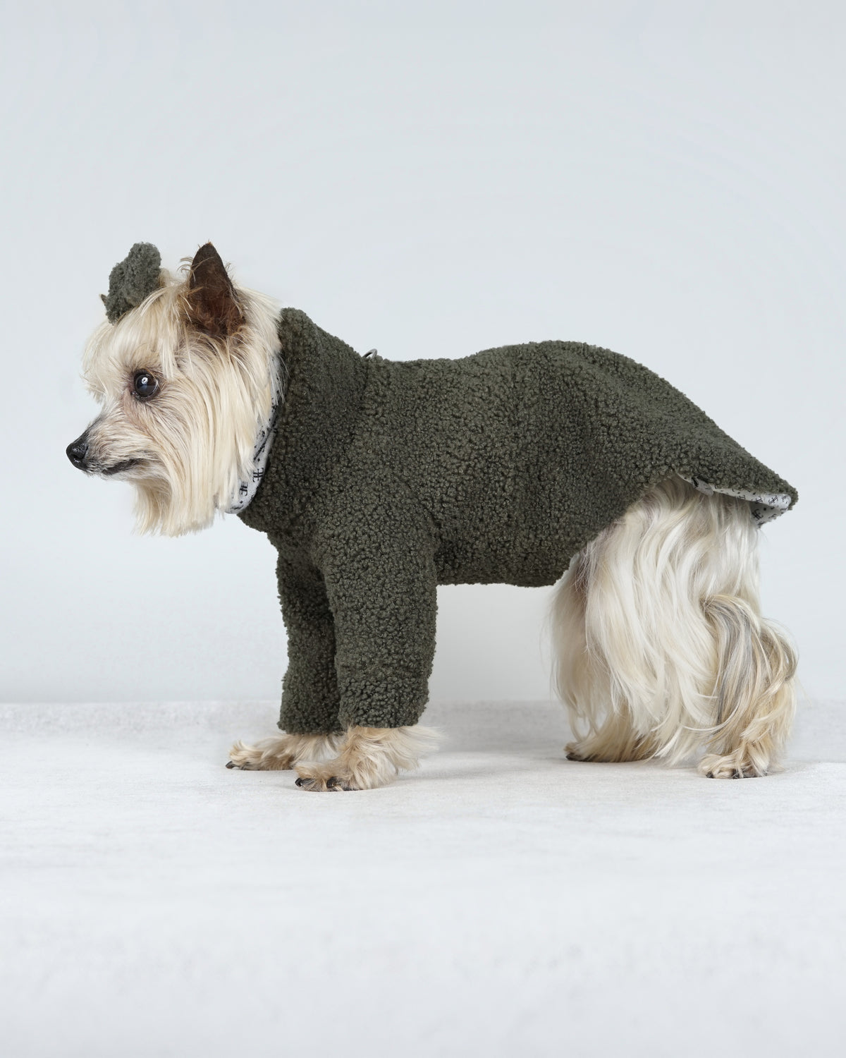 Small cream dog standing in profile in a forest green bouclé dog dress with a high collar