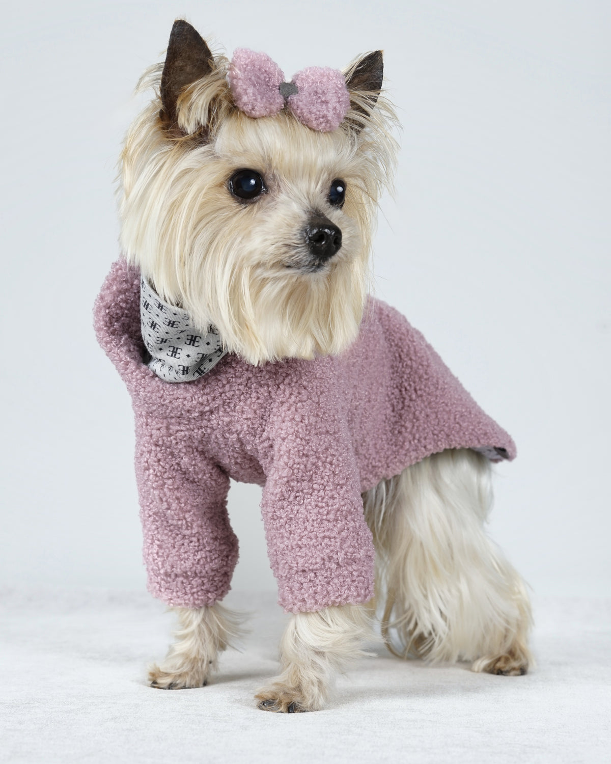 Small cream dog wearing a powder pink bouclé dress with patterned collar lining and a matching hair bow
