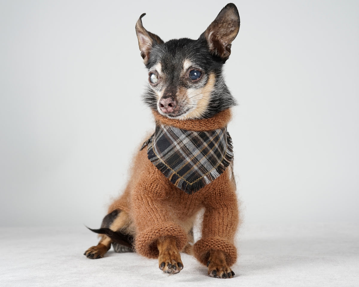 Small black and tan dog in a warm brown mohair sweater with a black checked bandana
