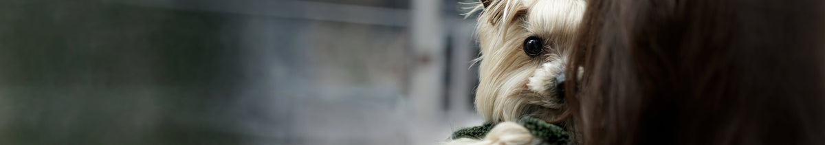 A Yorkshire Terrier in a green bouclé jacket being carried, with one paw and half of its face visible.