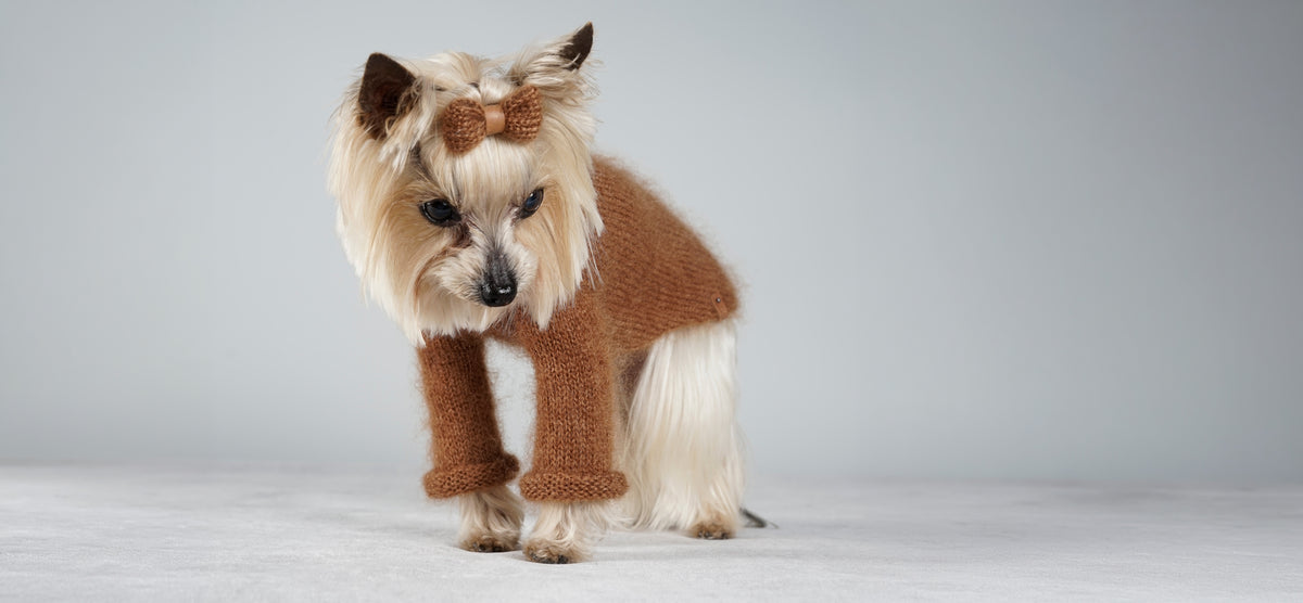 Yorkshire Terrier in a warm brown mohair sweater with a matching hair bow