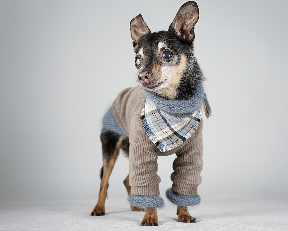 Small black and tan dog in a taupe corduroy jacket over a blue grey mohair sweater, with a light blue checked bandana