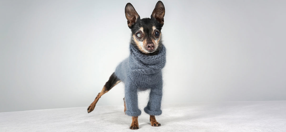 Small black and tan dog in a blue grey mohair sweater with a matching snood