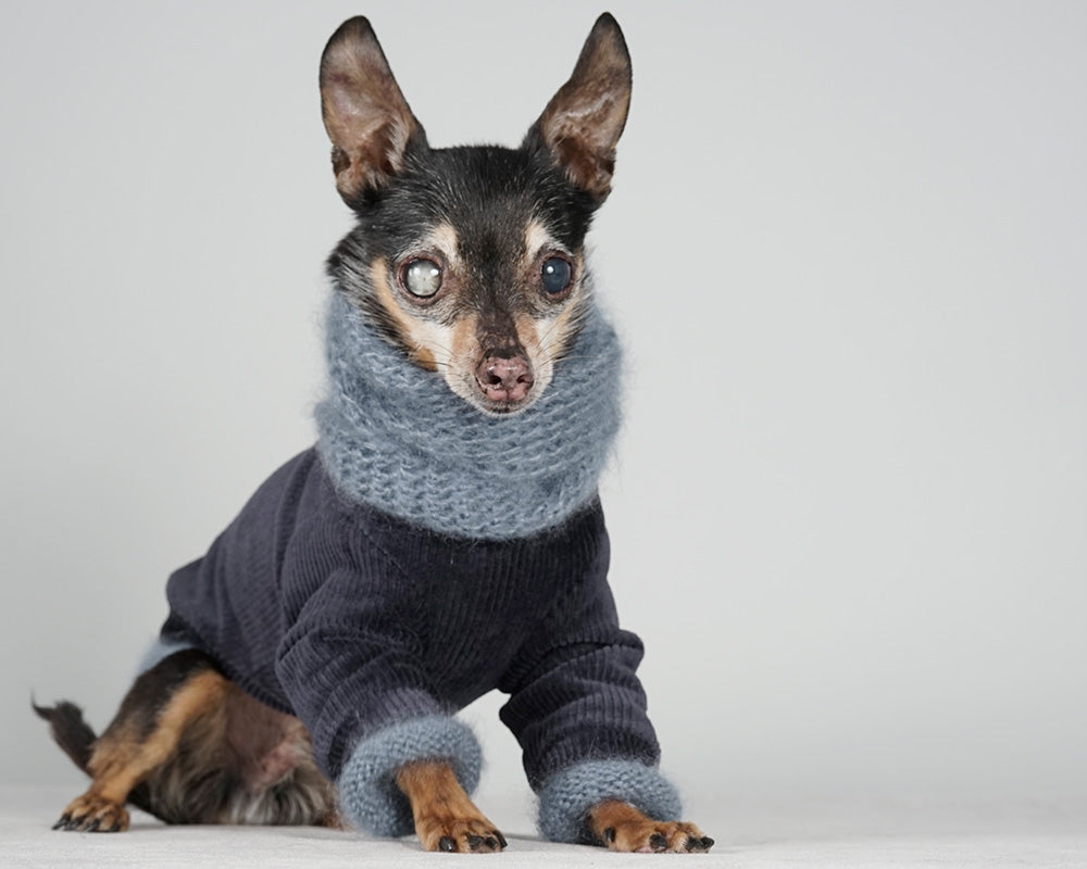 Small black and tan dog in a deep blue corduroy jacket with a blue grey mohair snood