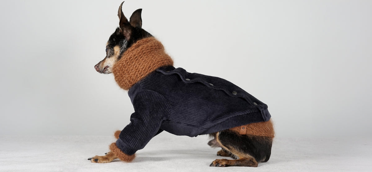 Black and tan dog in profile in a deep blue corduroy jacket with a warm brown mohair snood