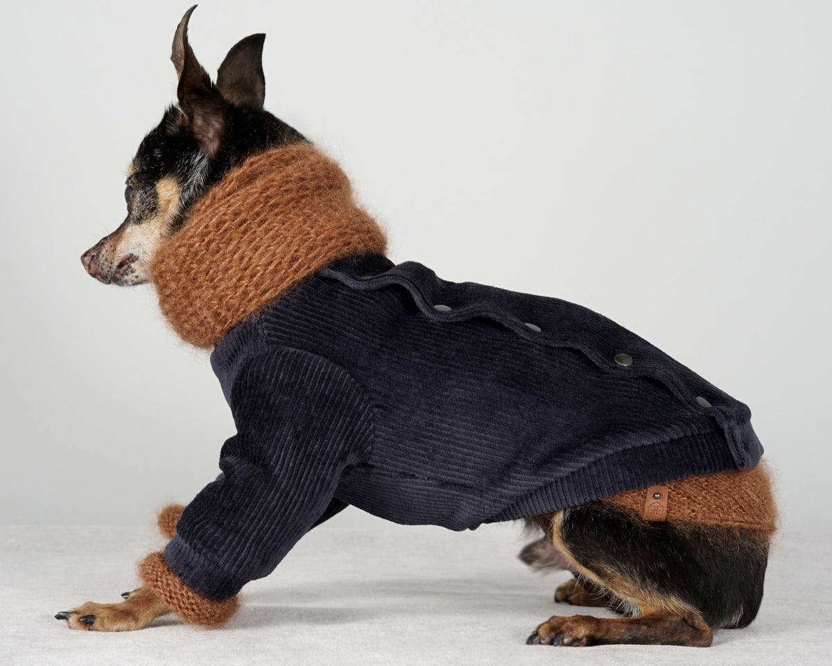 Black and tan dog in profile in a deep blue corduroy jacket with a warm brown mohair snood