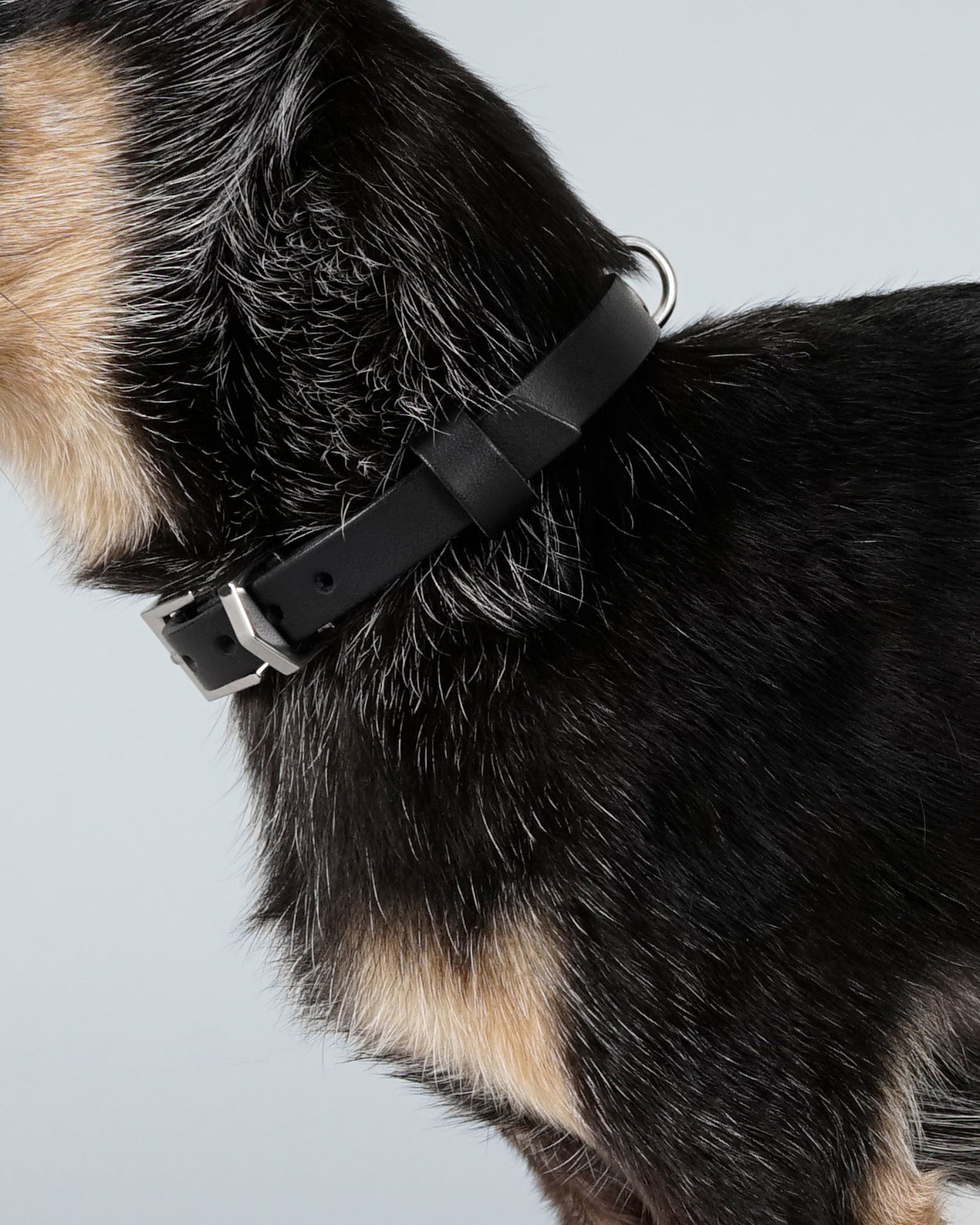 Langylia Collar