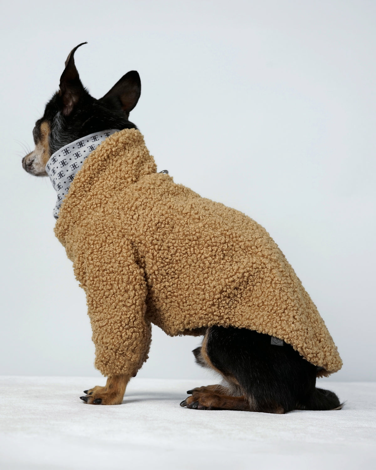 Small black and tan dog sitting in profile in a camel bouclé dog sweater with a high collar