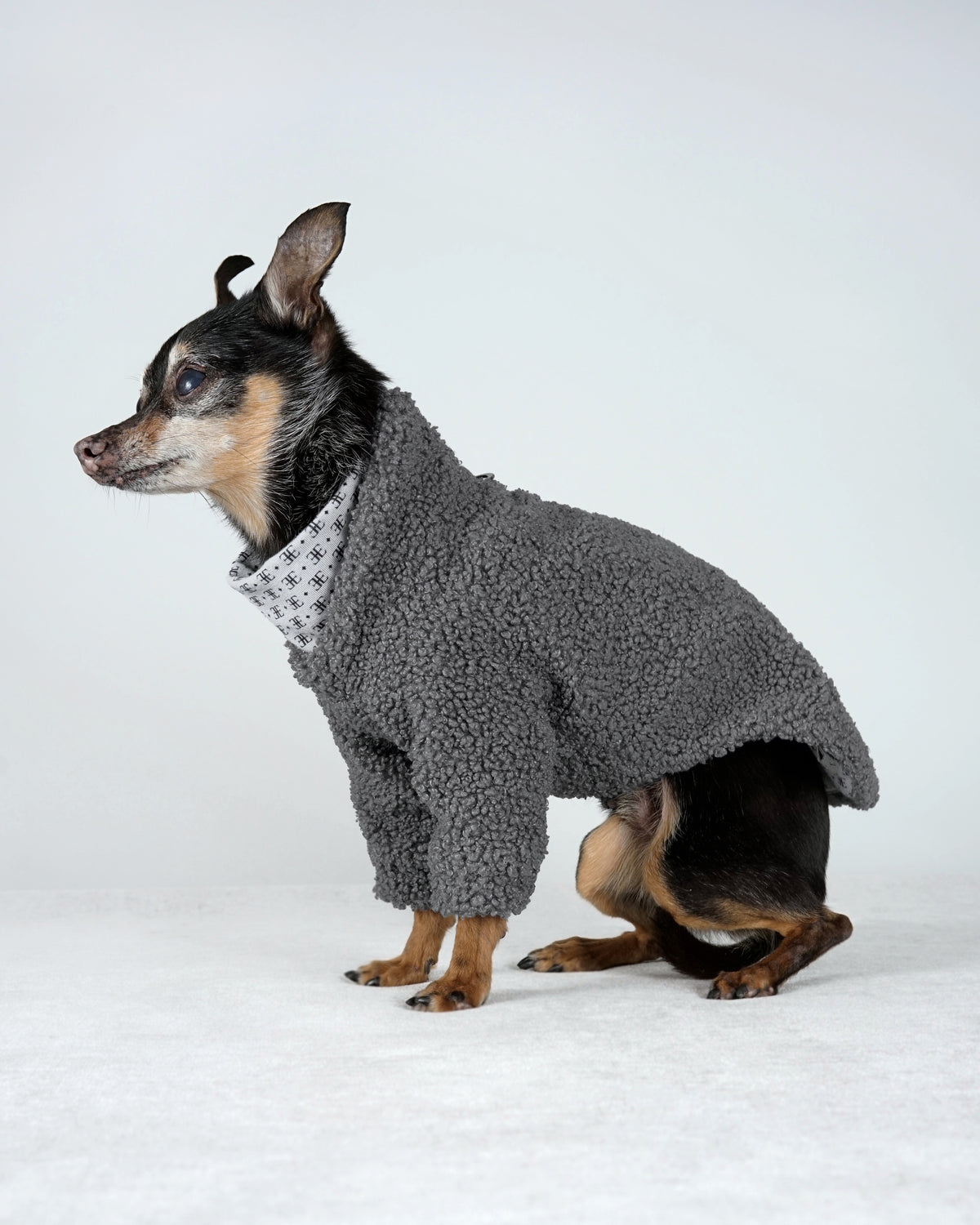 Small black and tan dog sitting in profile in a grey bouclé dog sweater with a high collar