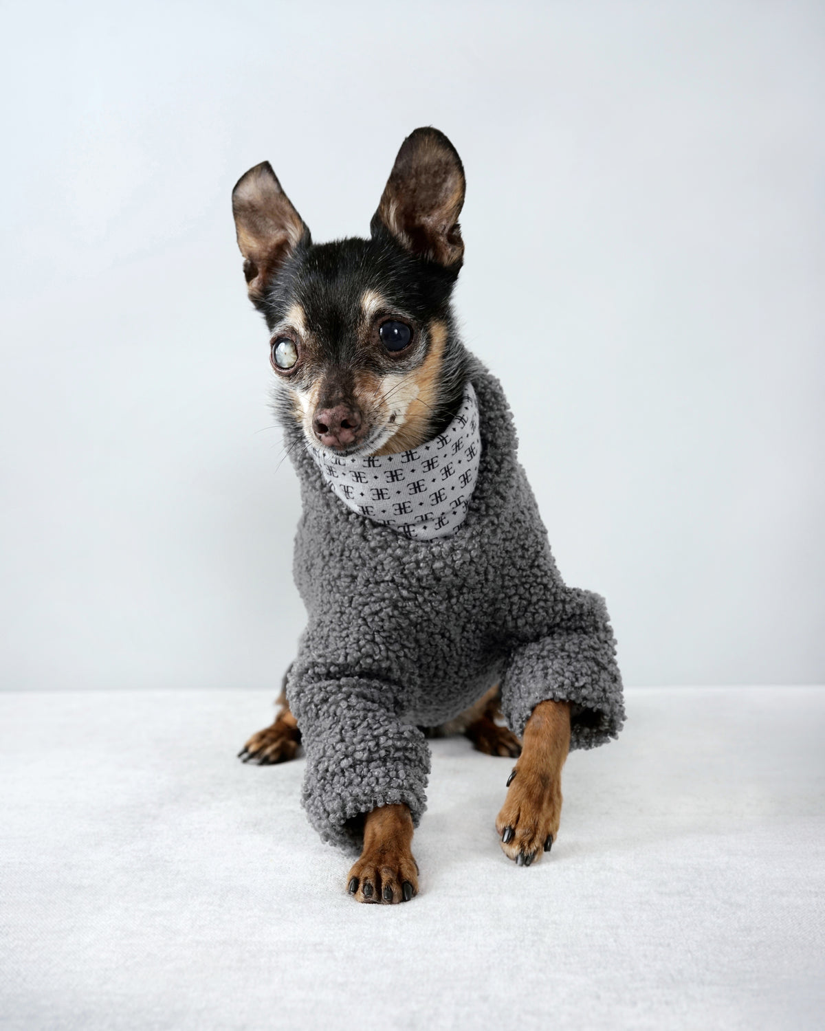 Small black and tan dog sitting facing forward in a grey bouclé dog sweater