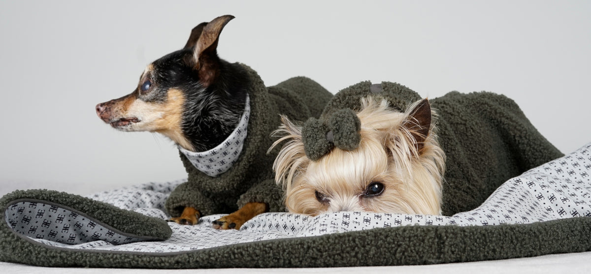 Black and tan dog in a forest green bouclé pullover beside a Yorkshire Terrier in a matching dress and bow