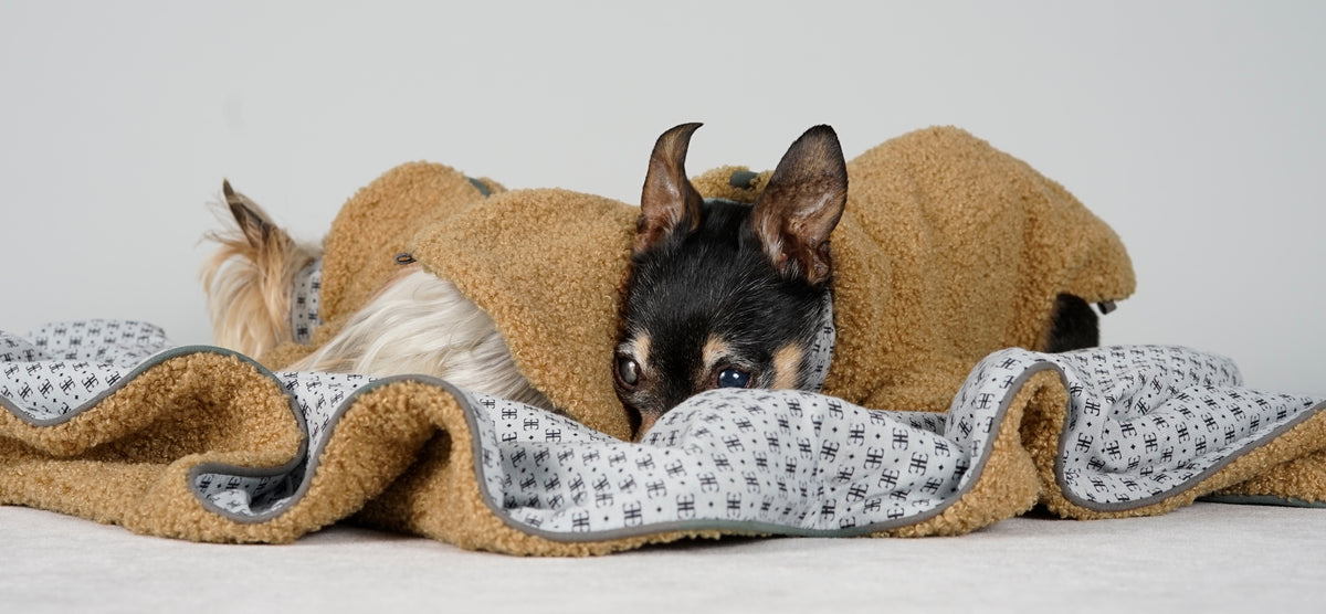 Black and tan dog in a camel bouclé pullover lying in a camel blanket beside a Yorkshire Terrier in a matching dress