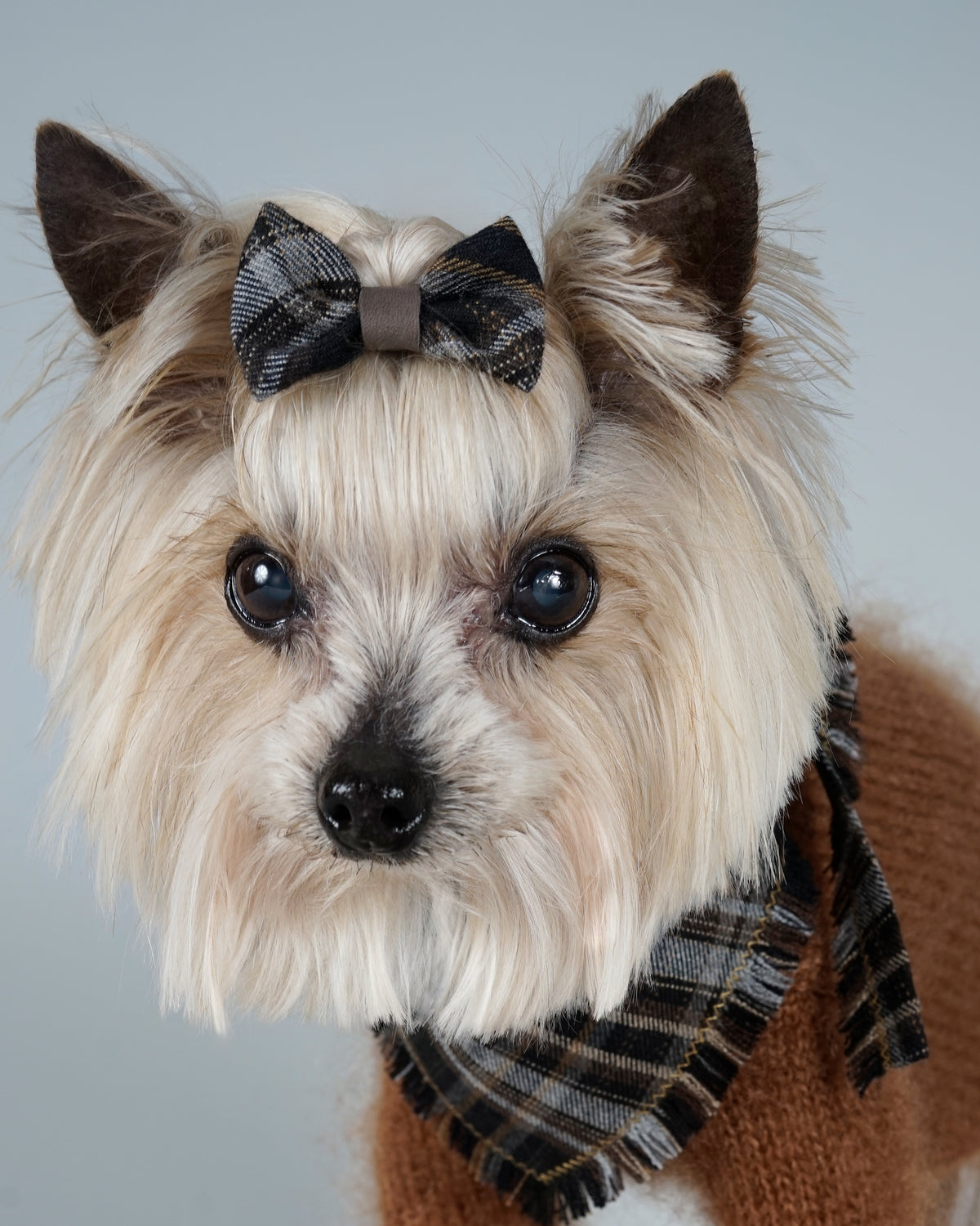 Close-up of a long-haired cream dog in a black checked bandana, a matching bow set in its topknot