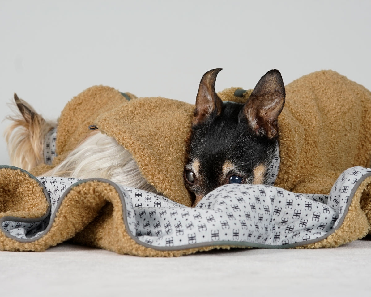 Black and tan dog in a camel bouclé pullover lying in a camel blanket beside a Yorkshire Terrier in a matching dress
