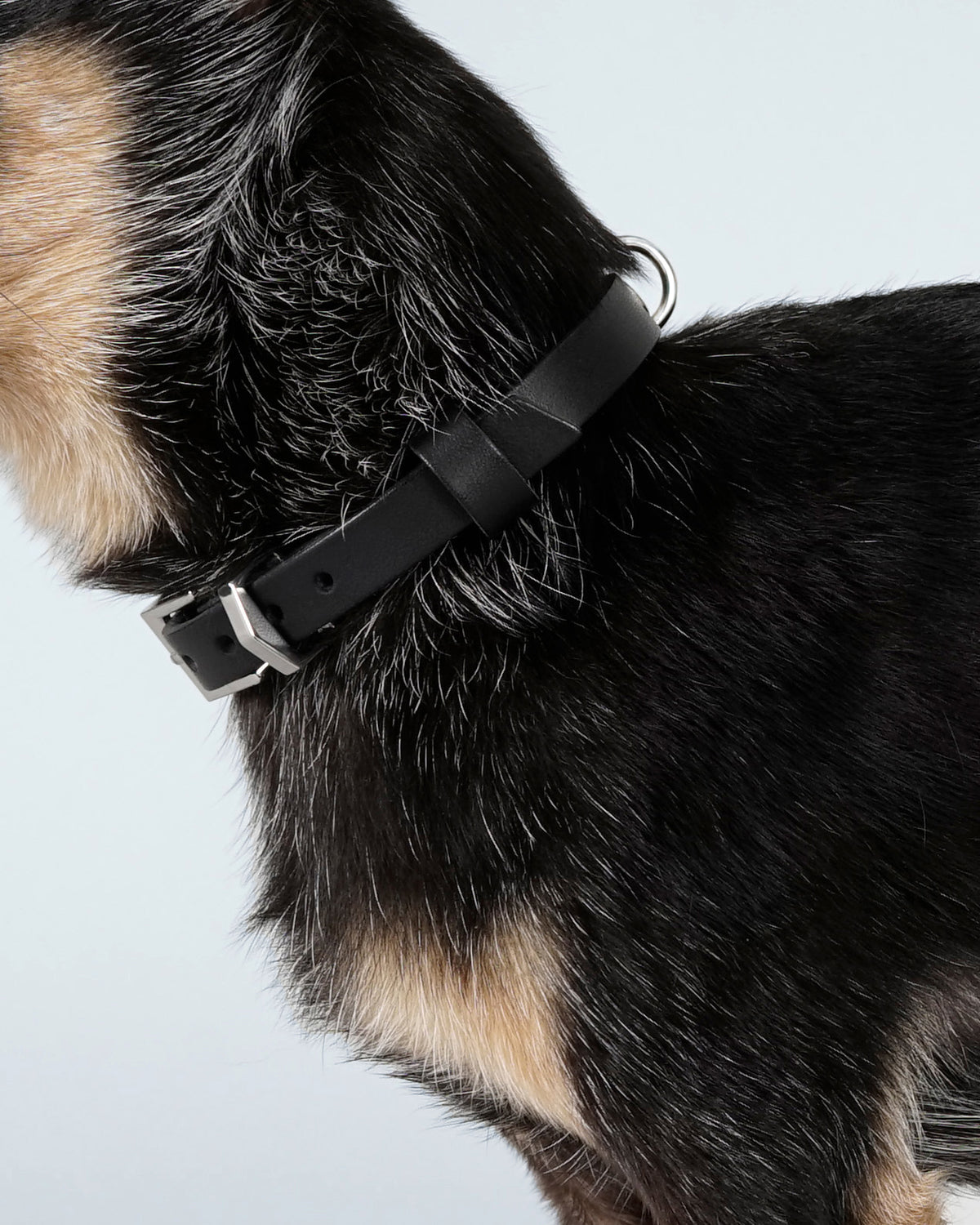 The black leather collar fastened around a small dog's neck, seen from the side against its dark coat