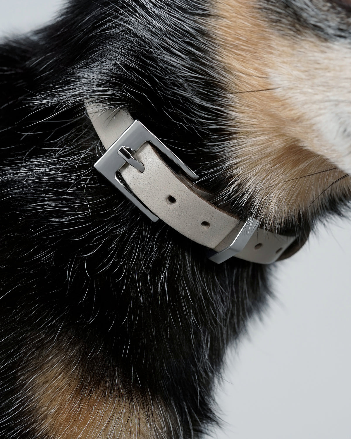 Close-up of the greige collar buckled at a small black dog's neck, the metal buckle resting against dark fur