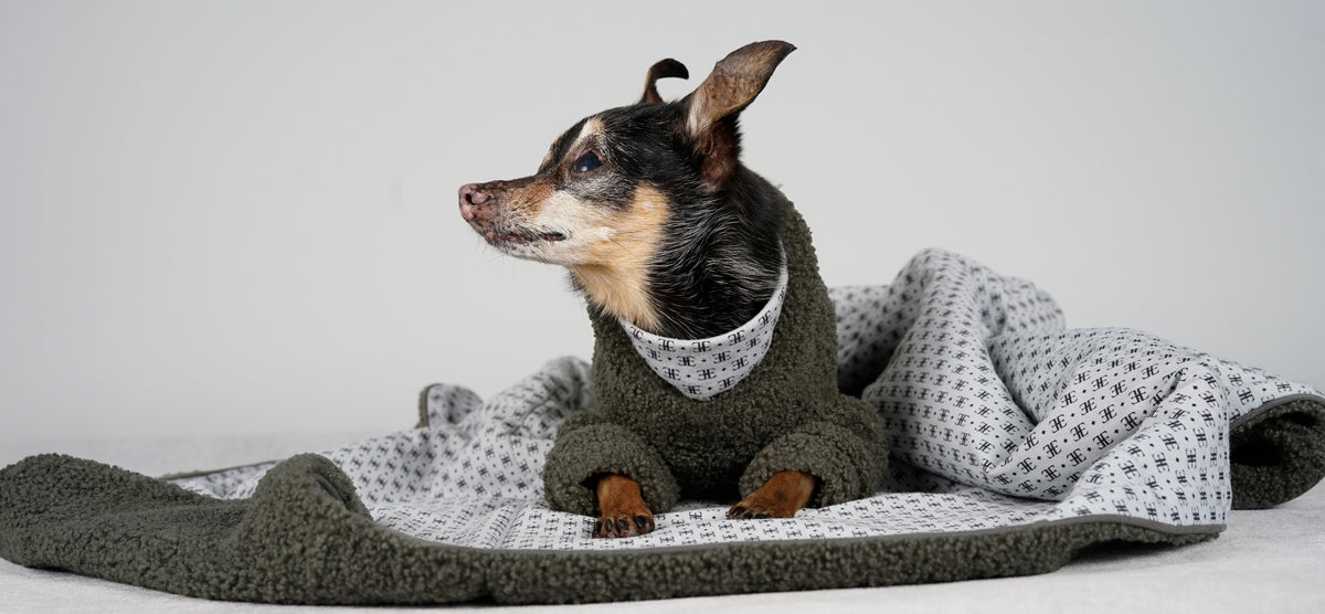 Black and tan dog in a forest green bouclé pullover lying on a forest green bouclé blanket